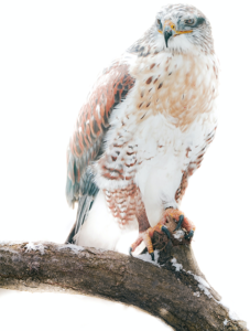 Falcon for Raptors and Rehabilitation with Tom Ricardi