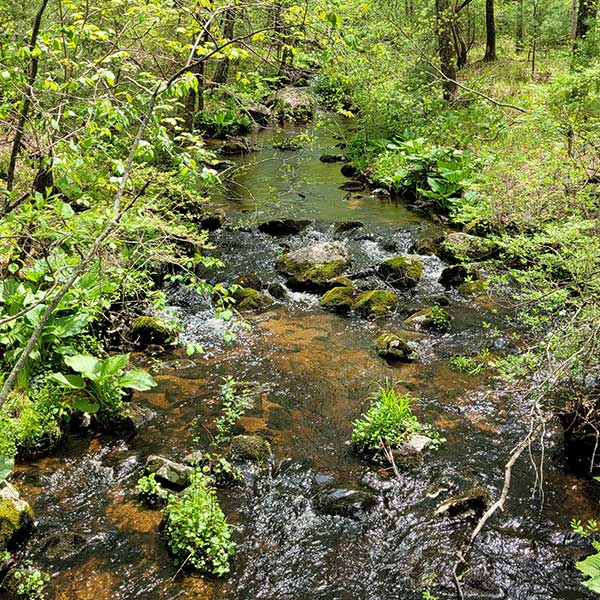 Ecosystems in Action: Restoring Nature, One Watershed at a Time